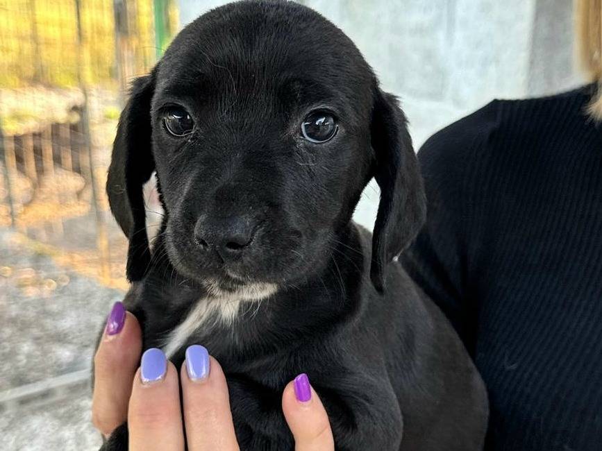 Adozione cane, femmina, Razza sconosciuta Razza sconosciuta, 2 mesi, taglia media, Teramo