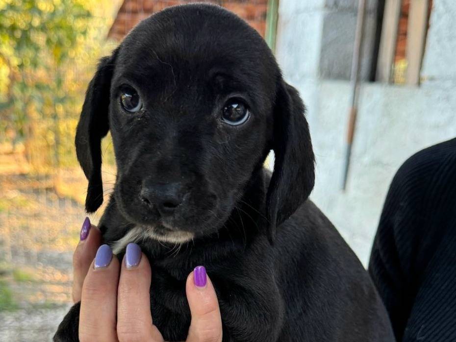 Adotta un cane, femmina, 2 mesi, Teramo