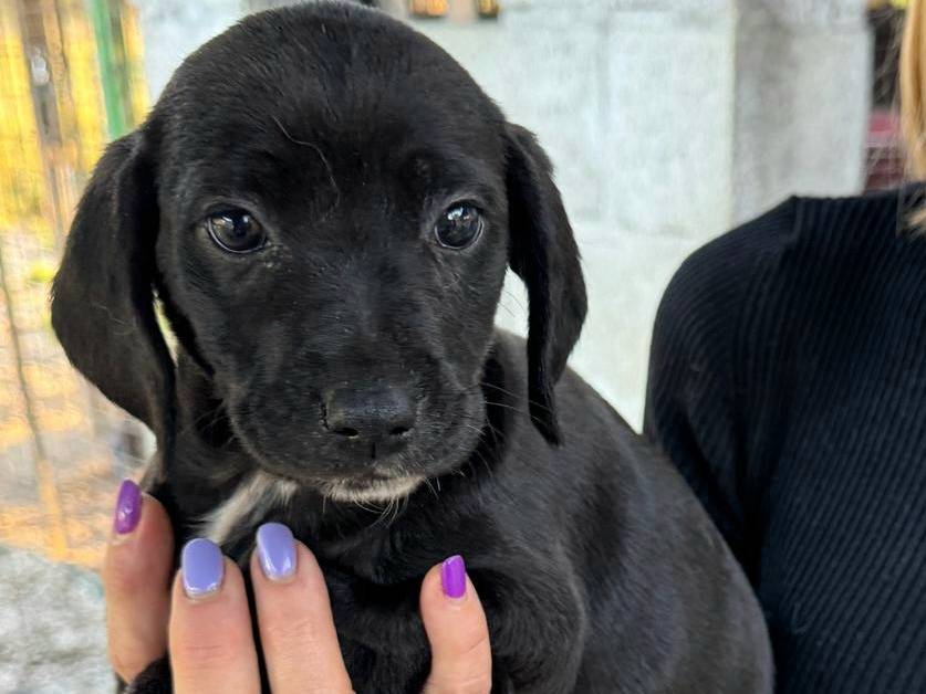 Vuoi adottare un cane a Teramo?