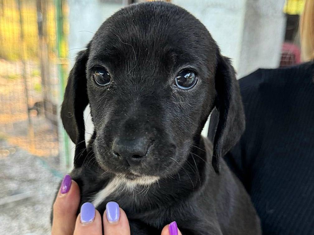 Adotta il cane Callisto a Teramo