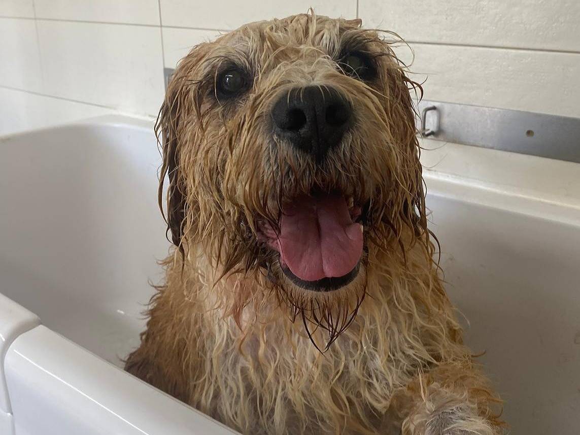 Adotta un cane, maschio, 6 anni e 6 mesi, Caserta