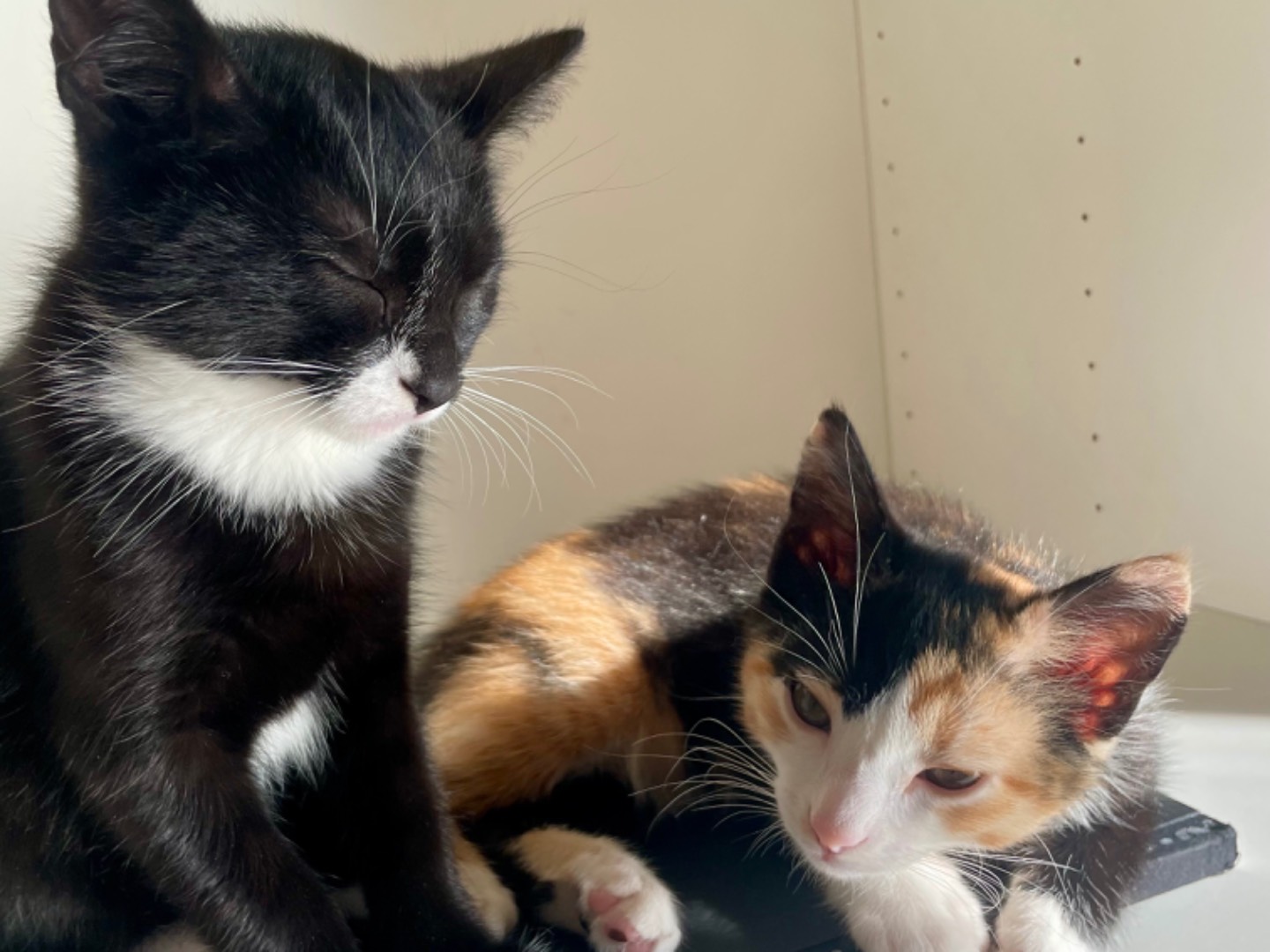 Adozione gatto, femmina, Razza sconosciuta Razza sconosciuta, 2 mesi, taglia non valida, Macerata