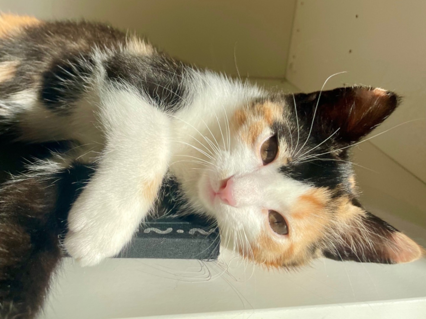 Adotta un gatto, femmina, 2 mesi, Macerata