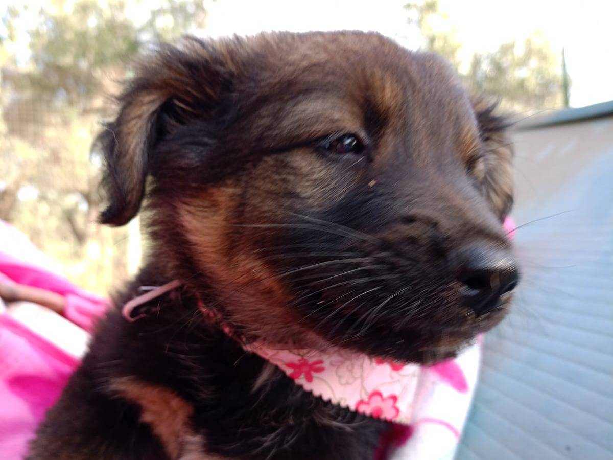 Adotta un cane, taglia media, femmina, Vibo