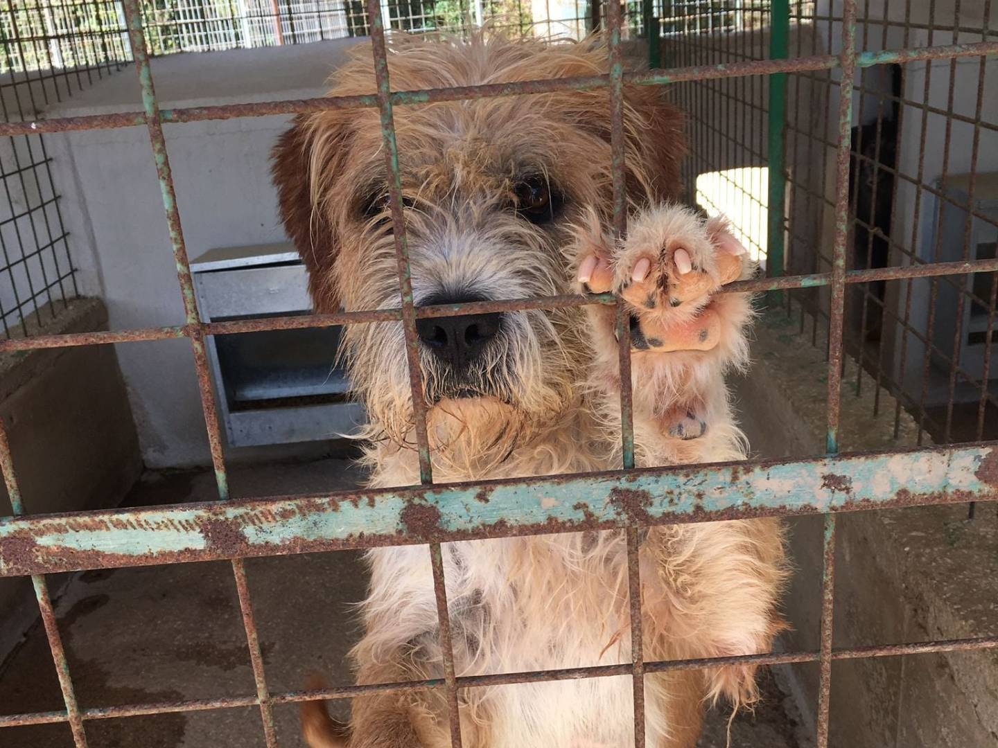 Adotta il cane Beppe a Caserta