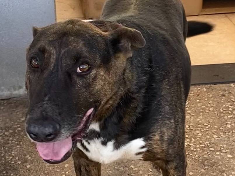 Adozione cane, maschio, Bull Terrier Razza sconosciuta, 9 anni, taglia media, Latina