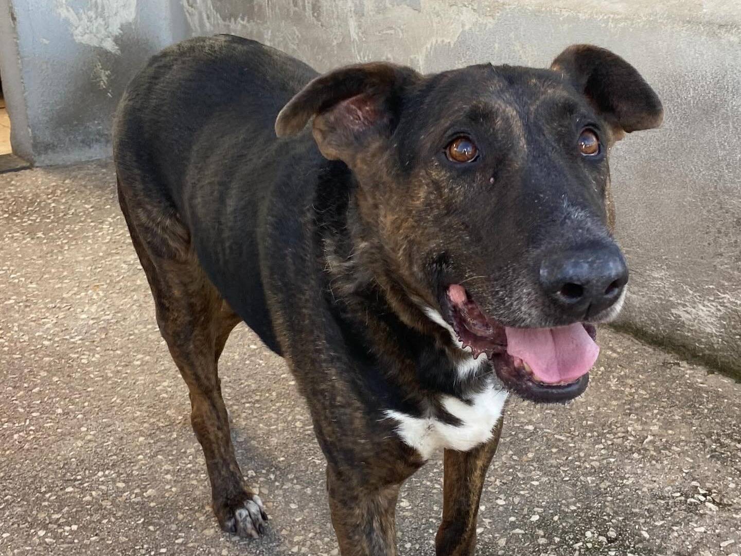 Adotta un cane, maschio, 9 anni, Latina