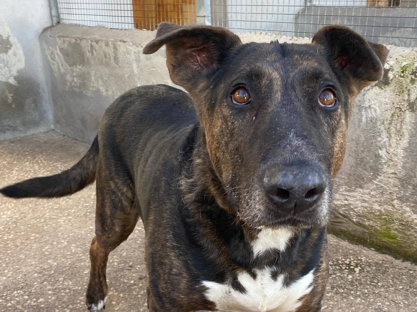 Adotta un cane, taglia media, maschio, Latina