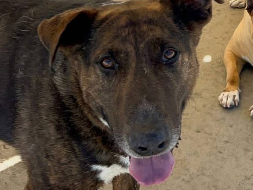 Vuoi adottare un cane a Latina?