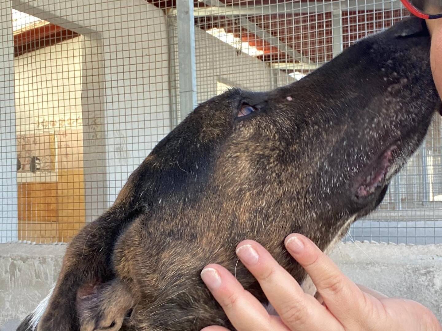 Adotta il cane Bully a Latina