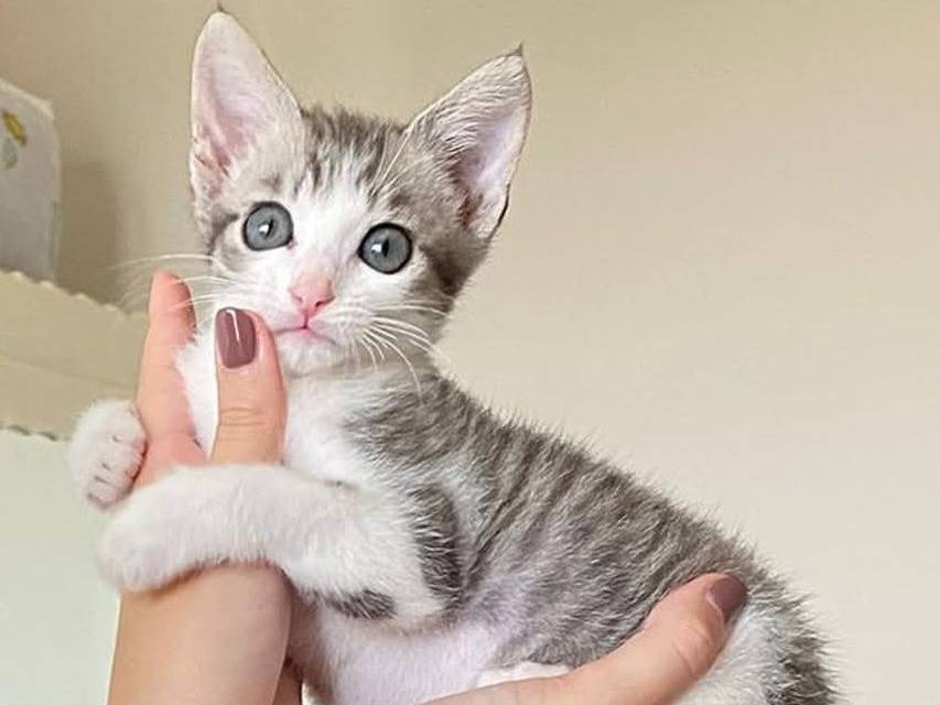 Adozione gatto, maschio, Razza sconosciuta Razza sconosciuta, 2 mesi, taglia non valida, Torino