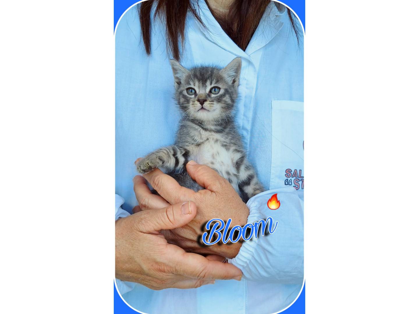 Adozione gatto, femmina, Razza sconosciuta Razza sconosciuta, 1 mesi, taglia non valida, Milano