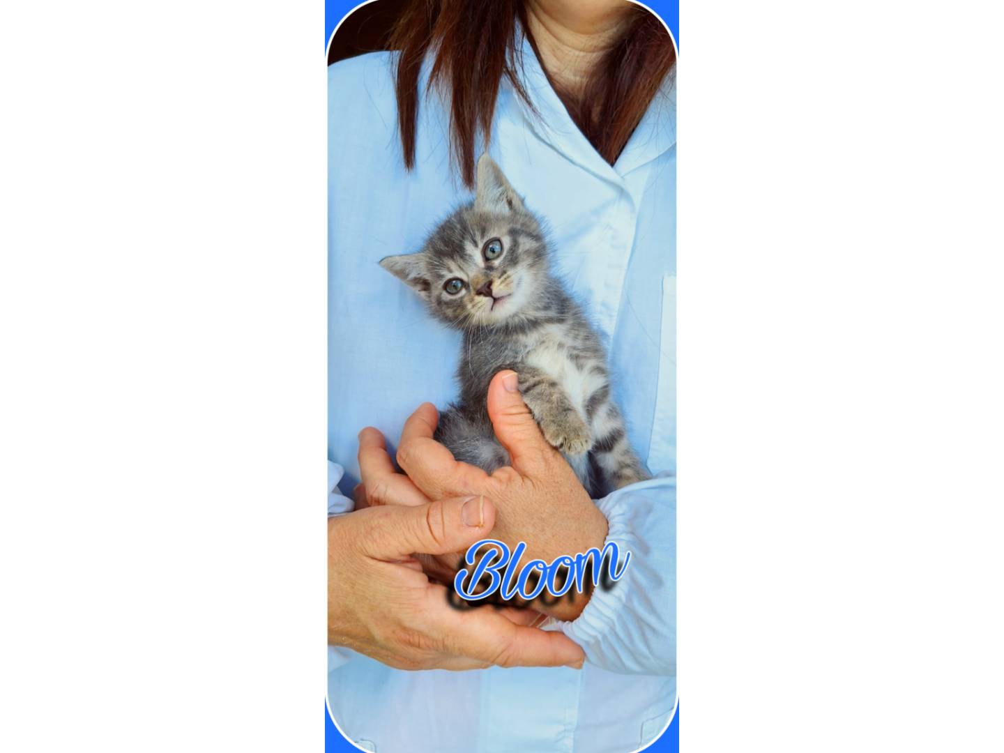 Adotta un gatto, femmina, 1 mesi, Milano