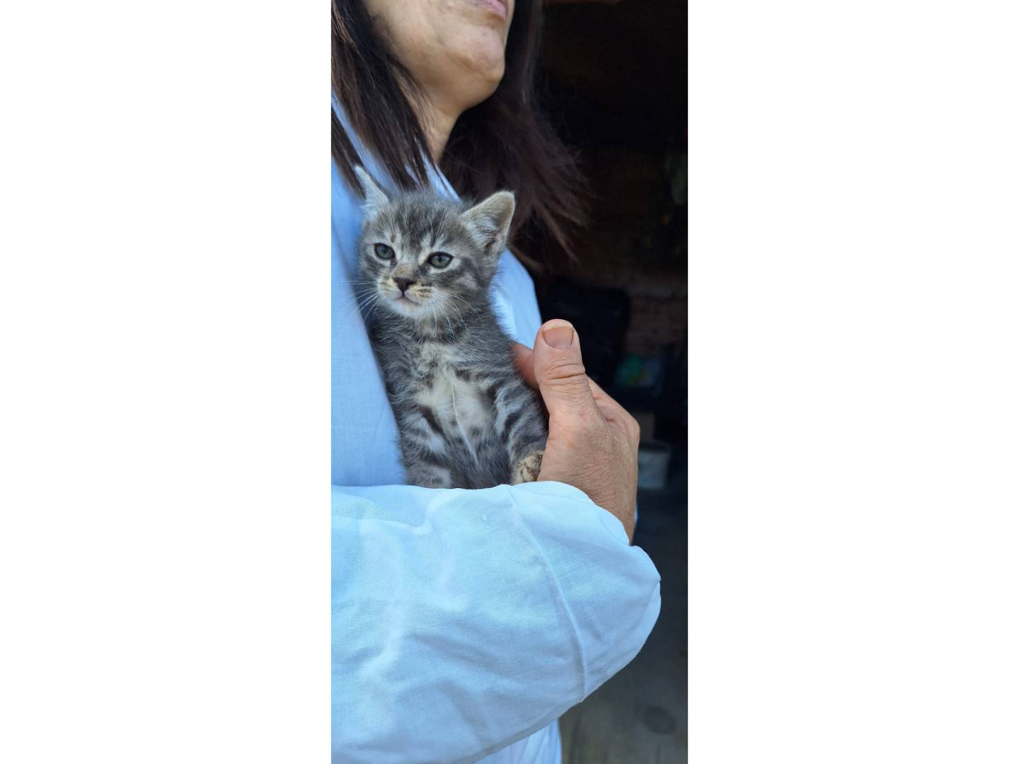 Adotta un gatto, taglia non valida, femmina, Milano