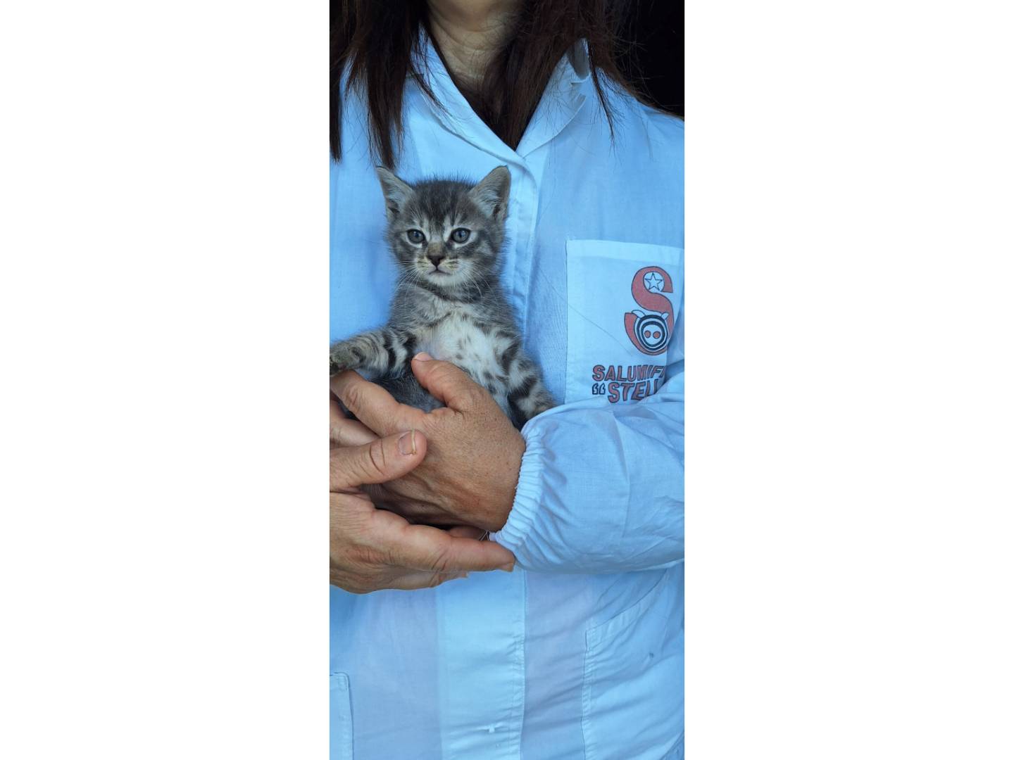 Vuoi adottare un gatto a Milano?