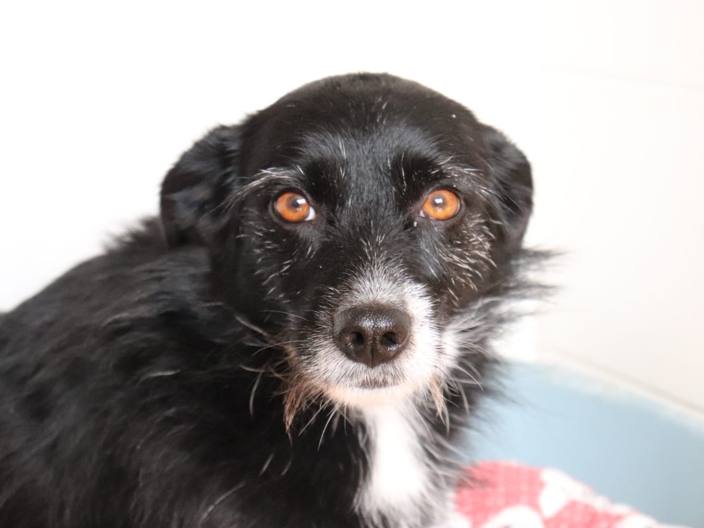 Adotta un cane, femmina, 6 anni e 10 mesi, Sud