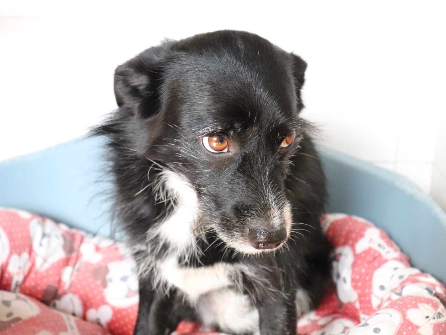 Adotta un cane, taglia piccola, femmina, Sud