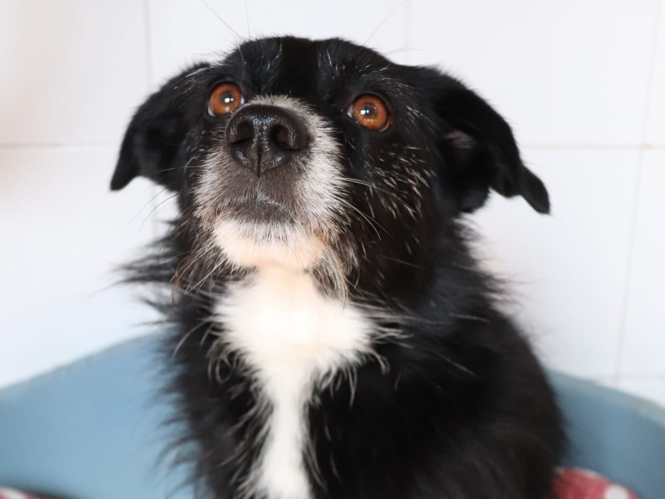 Vuoi adottare un cane a Sud?