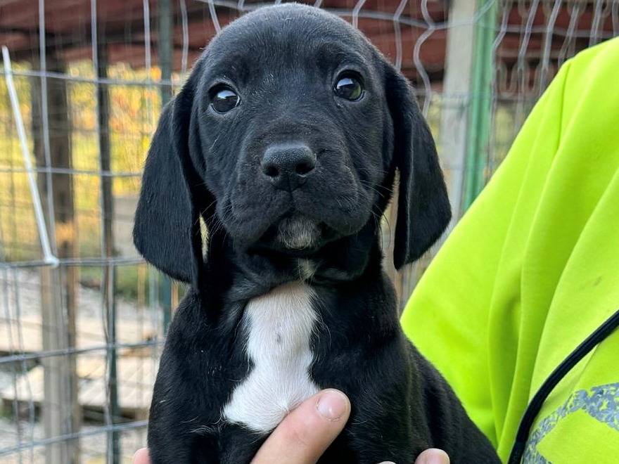 Adozione cane, femmina, Razza sconosciuta Razza sconosciuta, 2 mesi, taglia media, Teramo