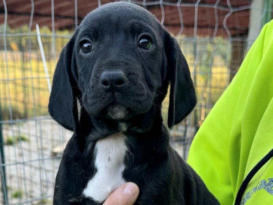 Adotta un cane, femmina, 2 mesi, Teramo