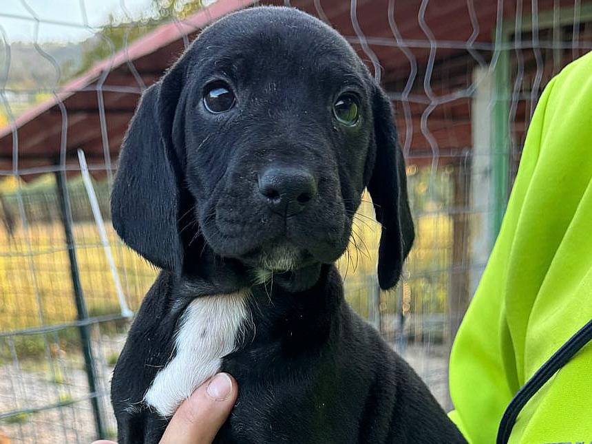 Adotta un cane, taglia media, femmina, Teramo