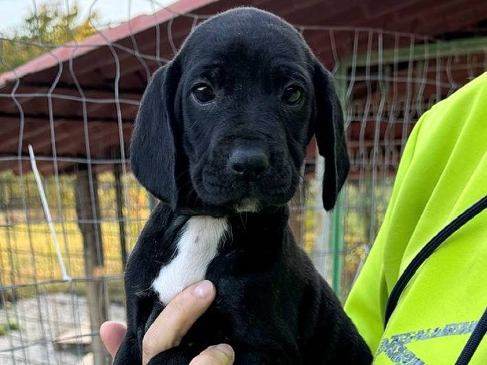 Vuoi adottare un cane a Teramo?