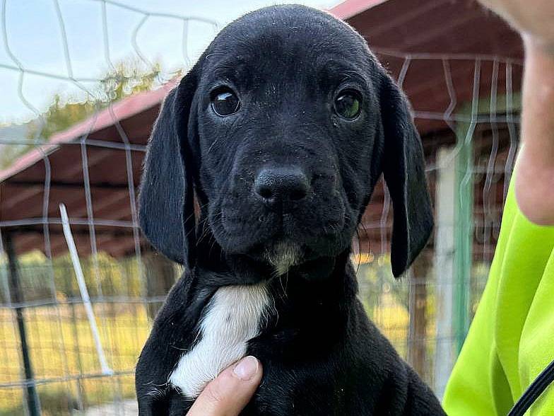 Adotta il cane Cassiopea a Teramo