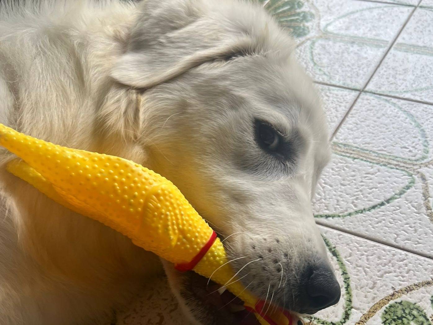 Adotta un cane, femmina, 9 mesi, Roma