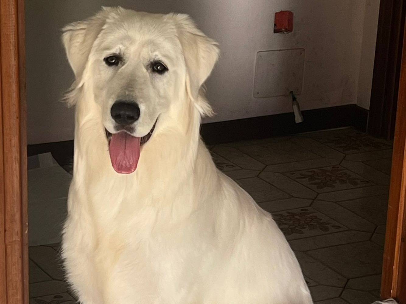 Adotta un cane, taglia media contenuta, femmina, Roma