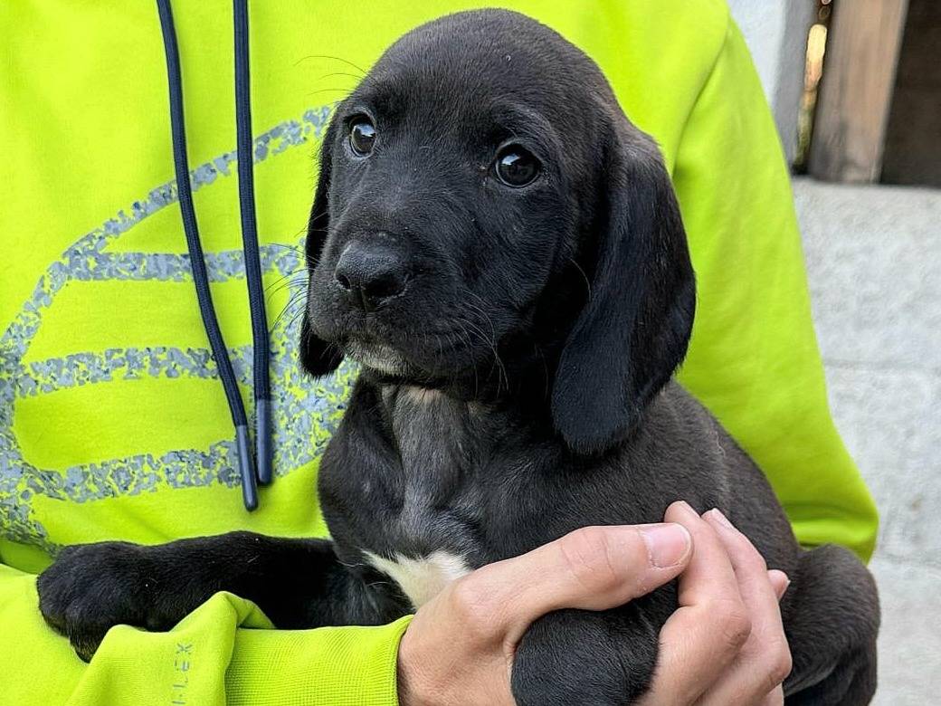 Adozione cane, maschio, Razza sconosciuta Razza sconosciuta, 2 mesi, taglia media, Teramo