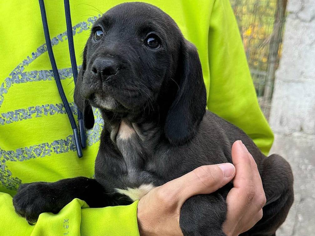 Adotta un cane, maschio, 2 mesi, Teramo