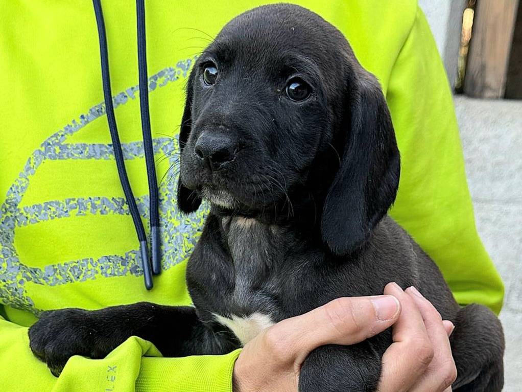 Vuoi adottare un cane a Teramo?