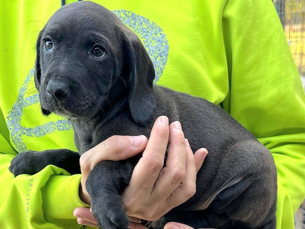 Adotta il cane Sirius a Teramo