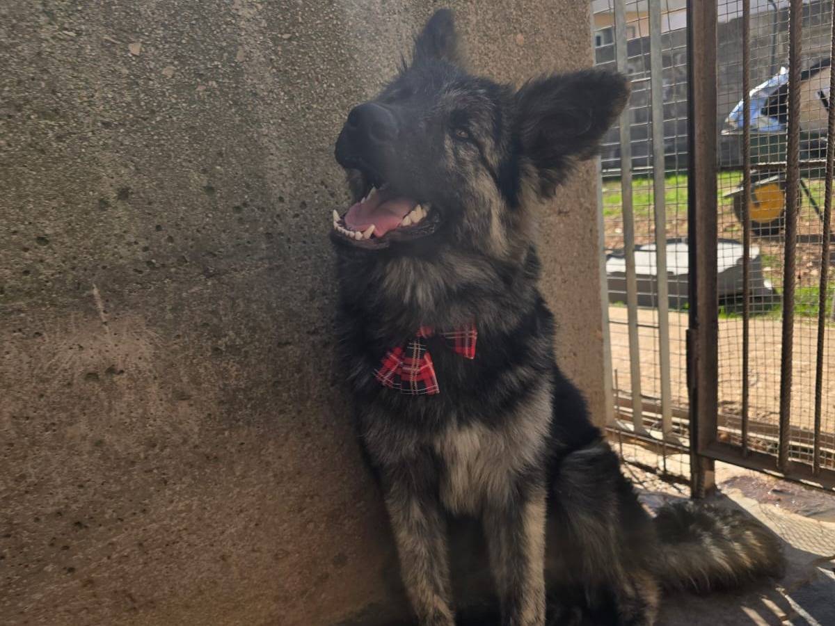 Adozione cane, maschio, Pastore tedesco Razza sconosciuta, 3 mesi, taglia media contenuta, Taranto