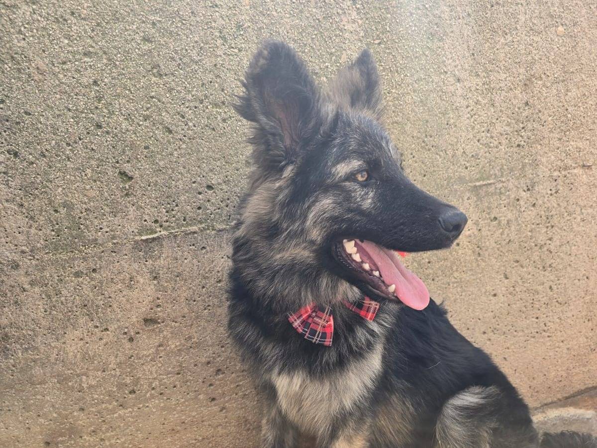 Adotta un cane, maschio, 3 mesi, Taranto