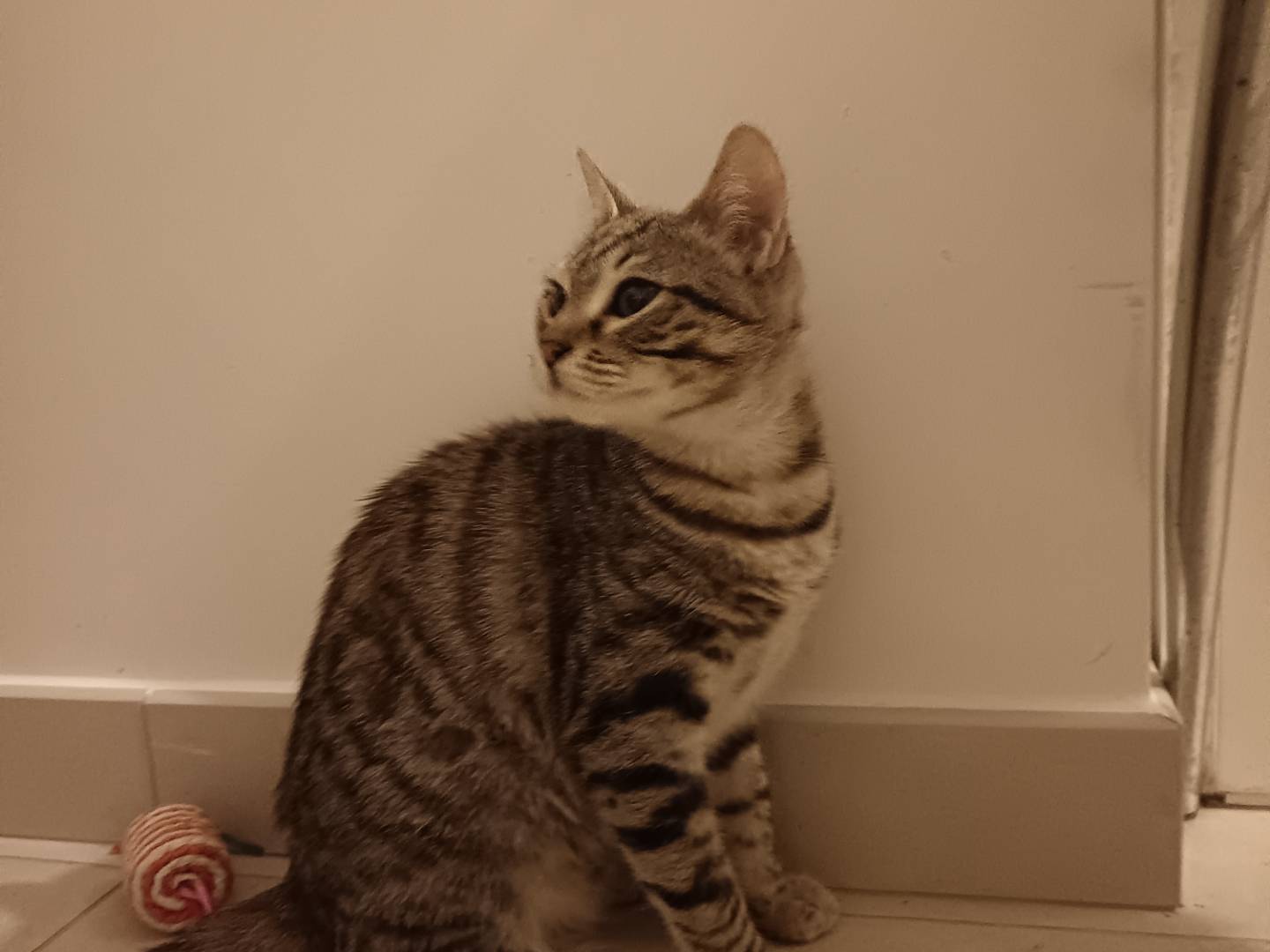 Adozione gatto, femmina, Razza sconosciuta Razza sconosciuta, 6 mesi, taglia non valida, Barletta