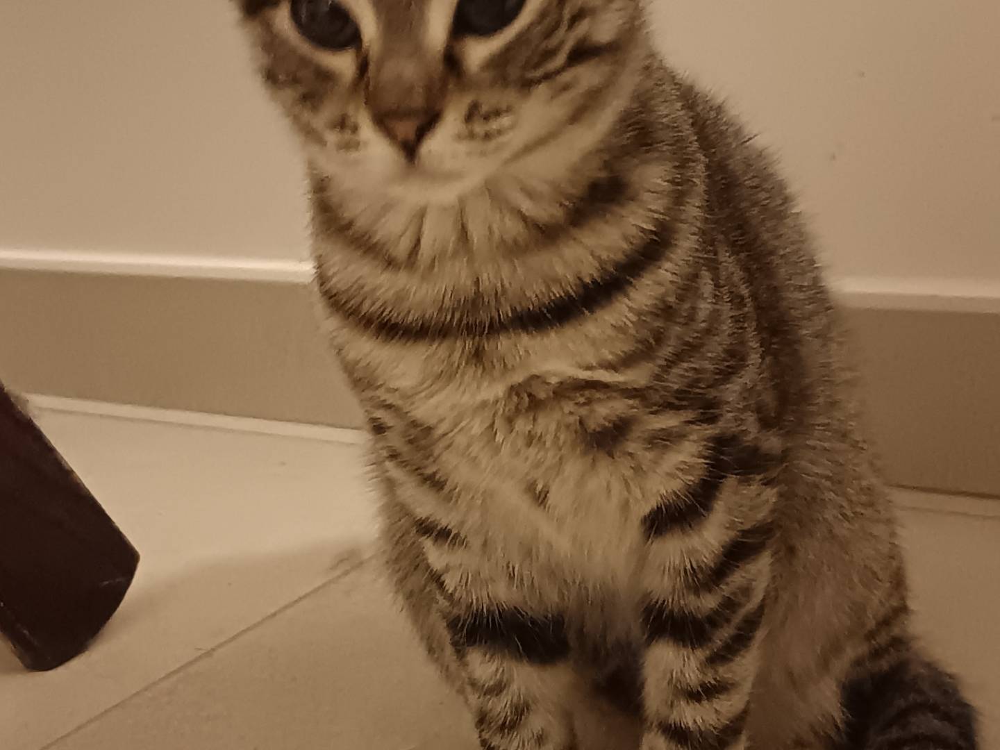 Adotta un gatto, femmina, 6 mesi, Barletta