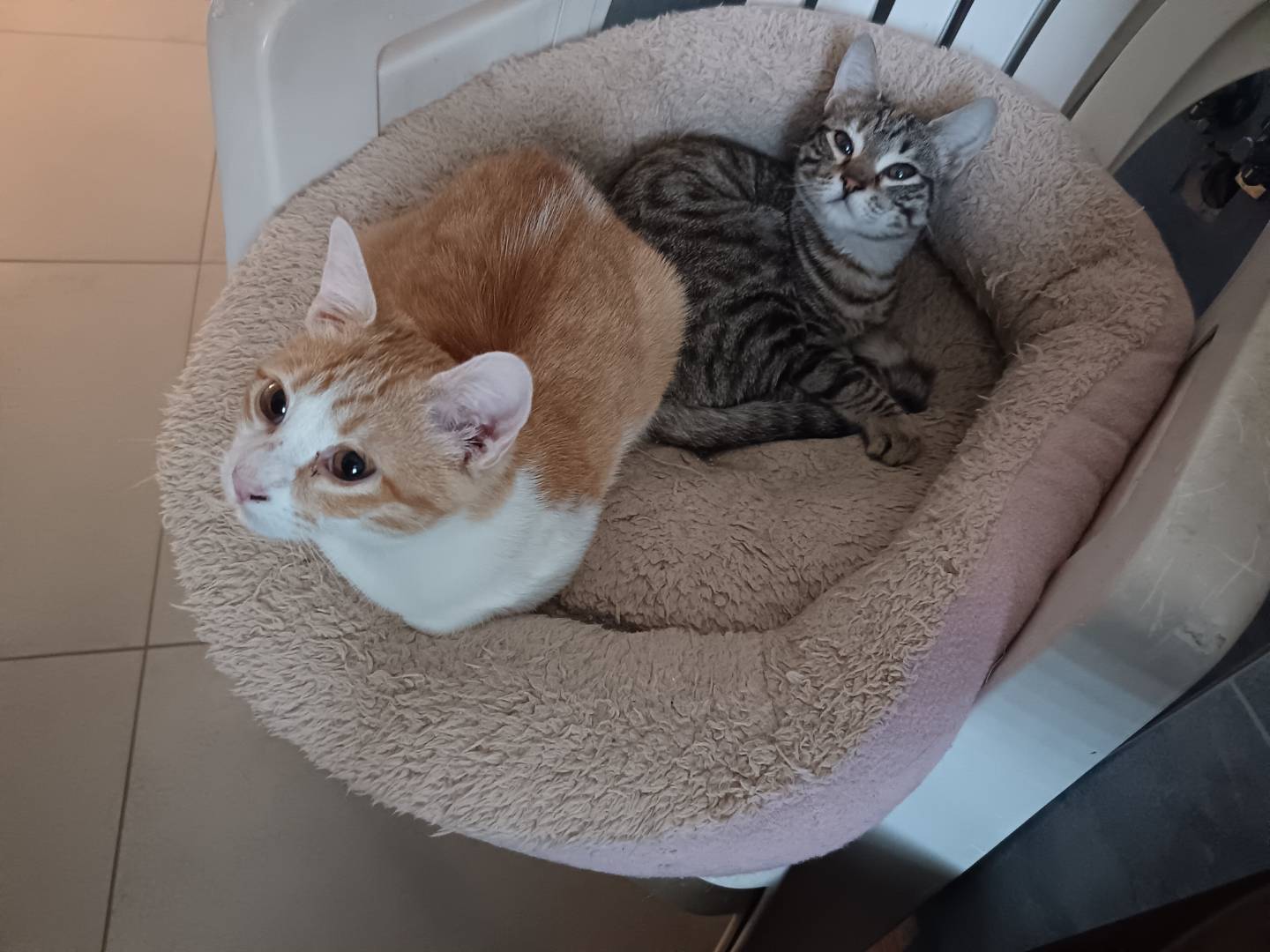 Adotta un gatto, taglia non valida, femmina, Barletta