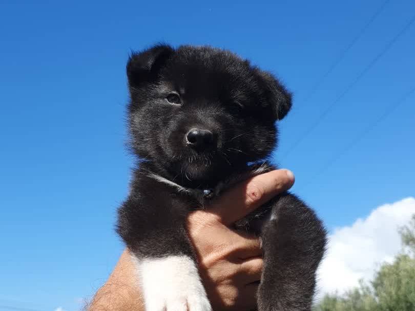 Adozione cane, maschio, Border Collie Razza sconosciuta, 1 mesi, taglia media, Padova
