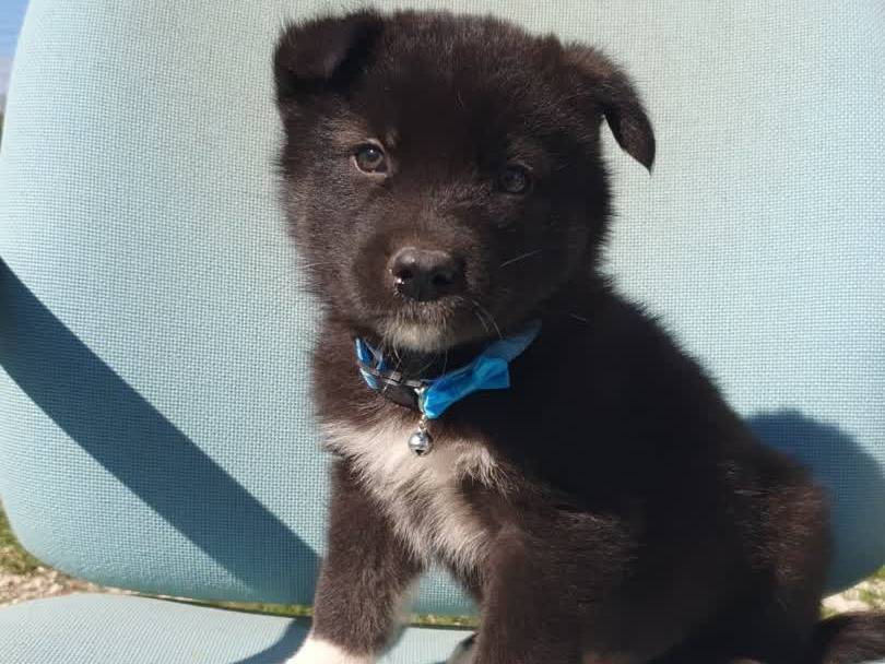 Adotta un cane, maschio, 1 mesi, Padova