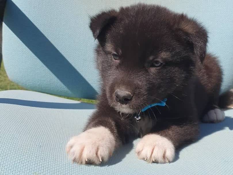 Adotta un cane, taglia media, maschio, Padova