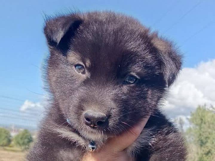 Vuoi adottare un cane a Padova?