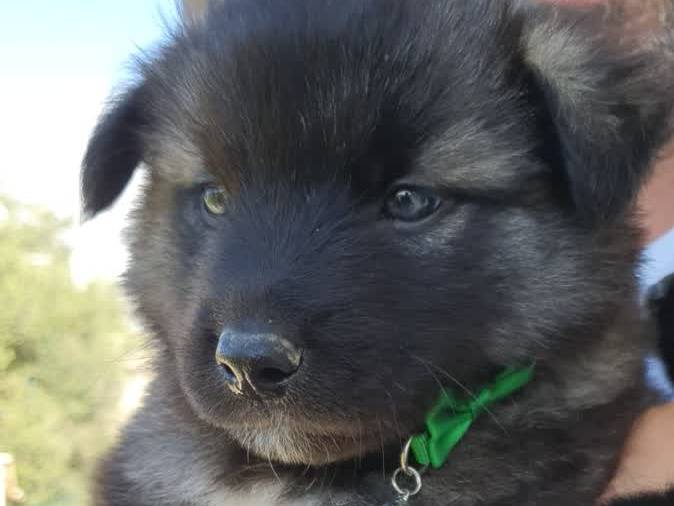 Adozione cane, maschio, Border Collie Razza sconosciuta, 1 mesi, taglia media, Padova