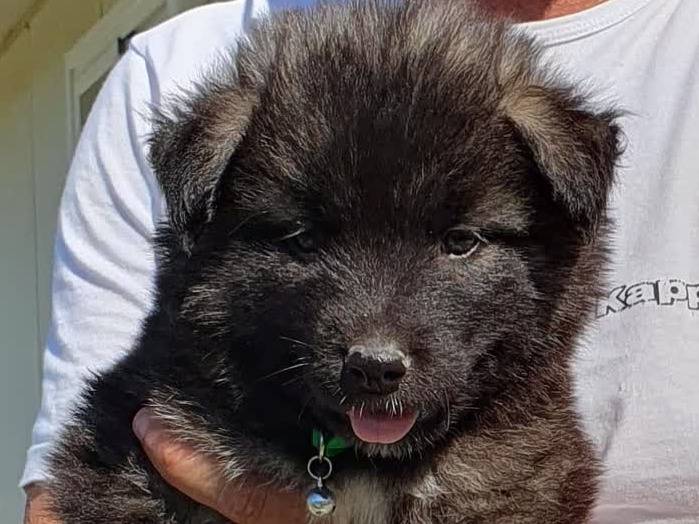 Adotta il cane BATMAN a Padova