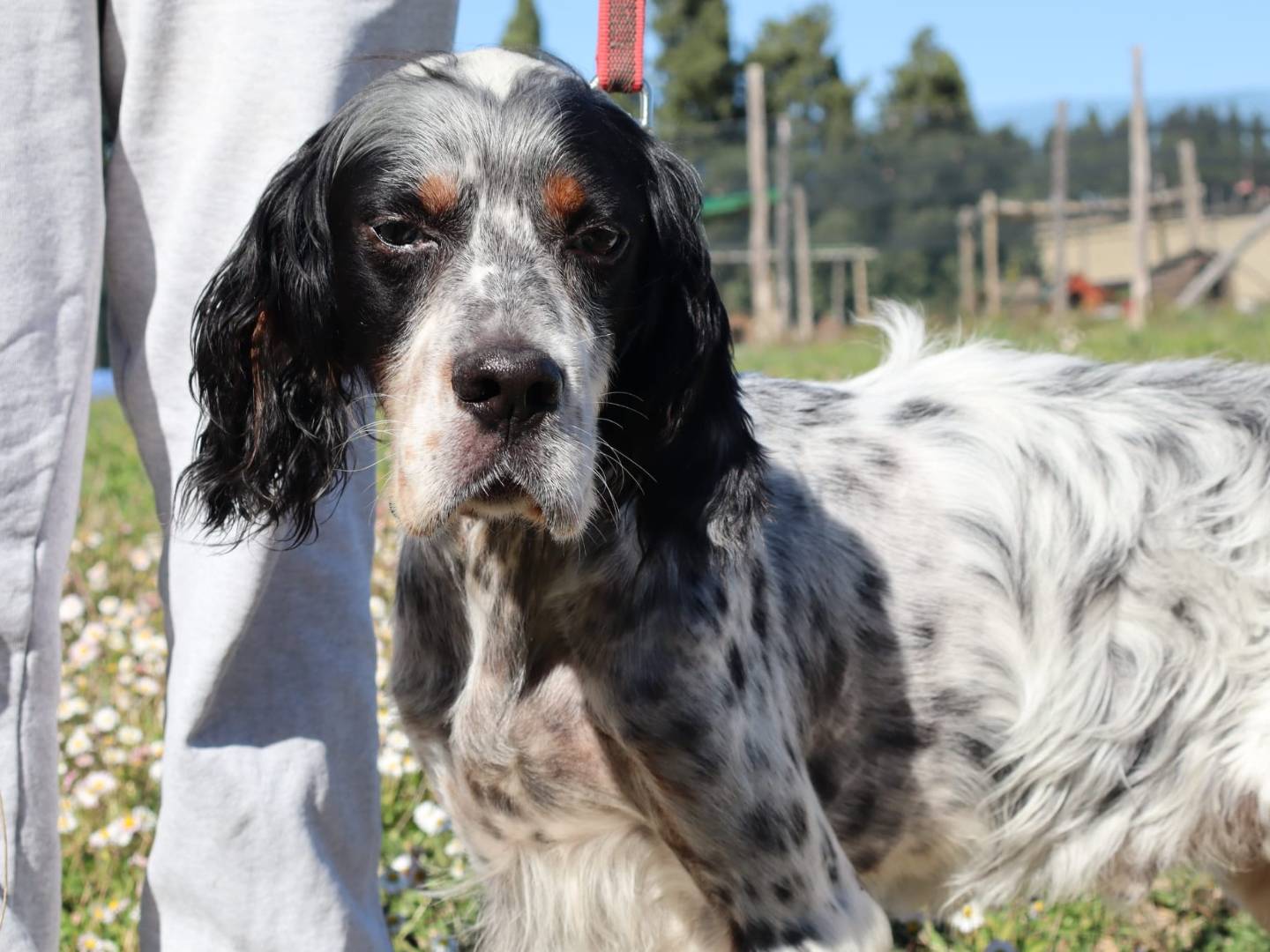 Adotta un cane, maschio, 8 anni e 7 mesi, Pisa