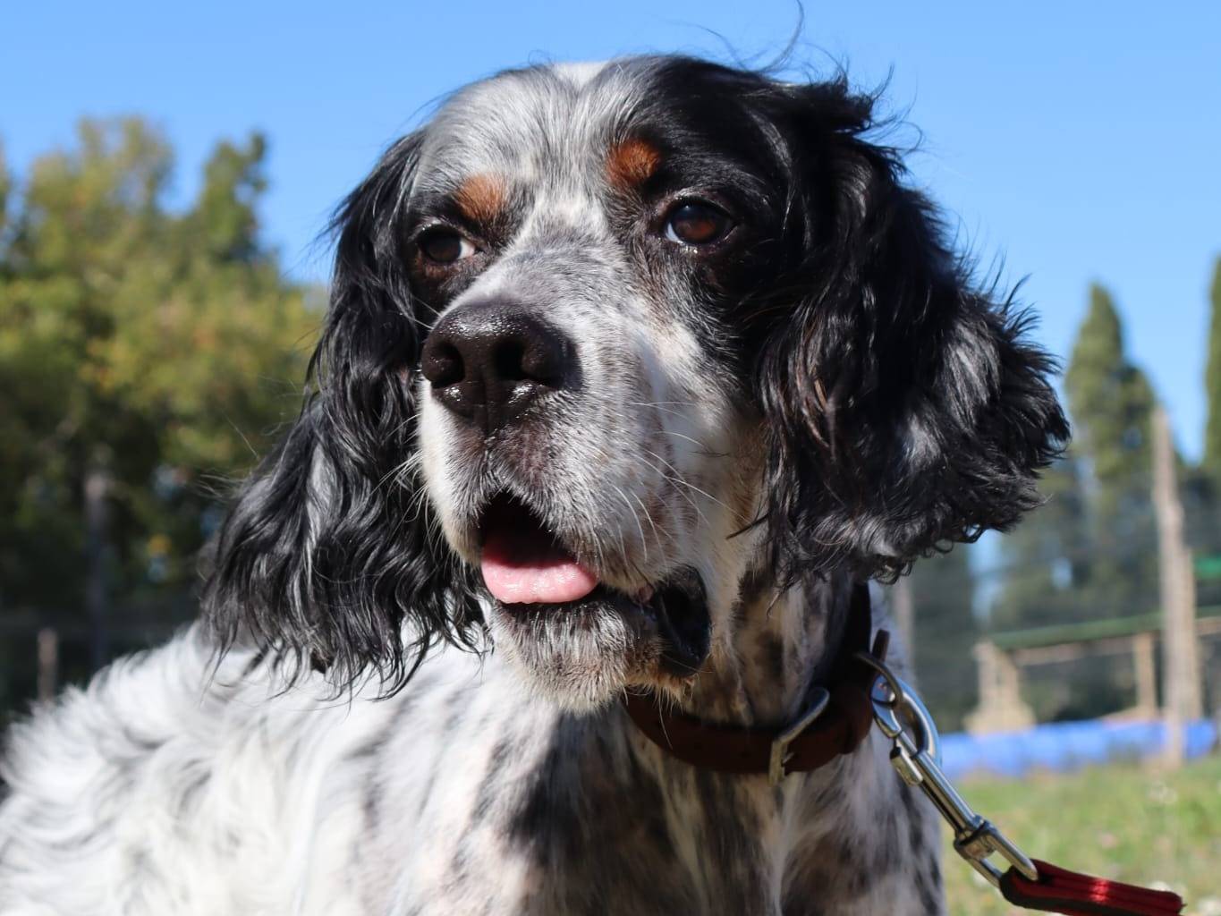 Adotta un cane, taglia media contenuta, maschio, Pisa