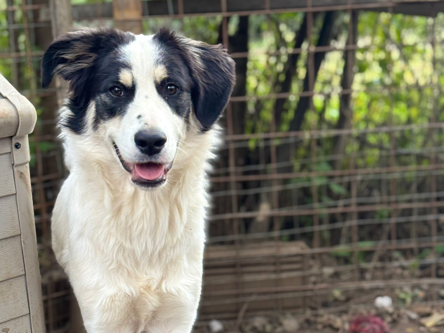 Adozione cane, femmina, Razza sconosciuta Razza sconosciuta, 11 mesi, taglia grande, Catanzaro