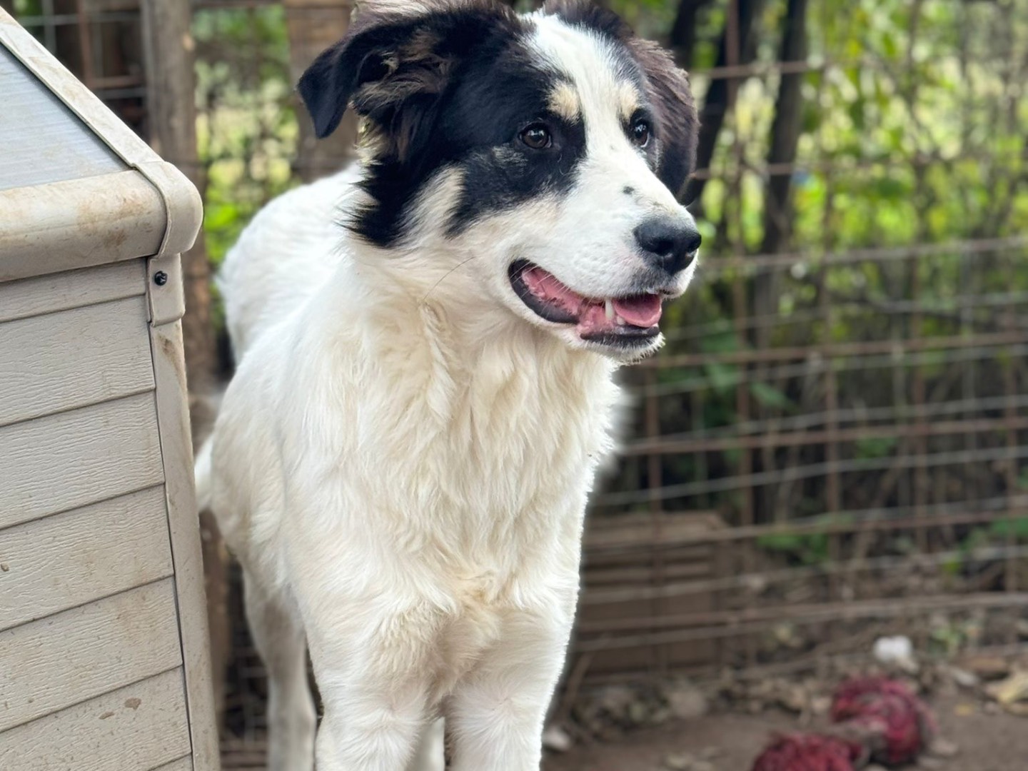 Adotta un cane, femmina, 11 mesi, Catanzaro