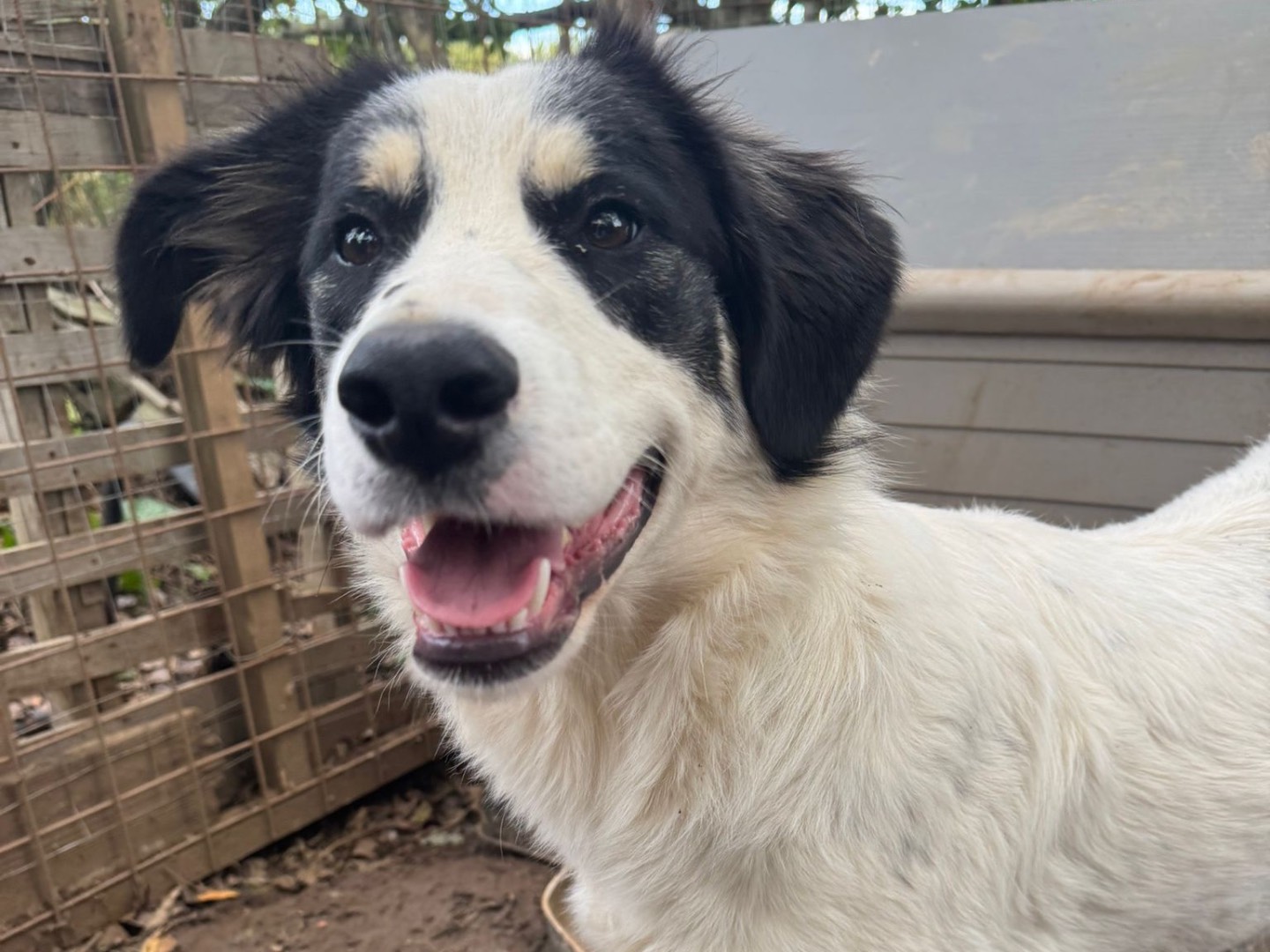 Adotta un cane, taglia grande, femmina, Catanzaro