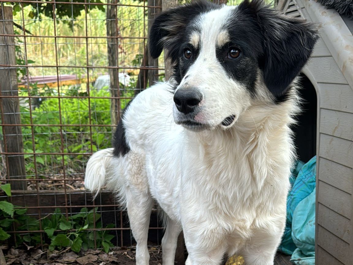 Vuoi adottare un cane a Catanzaro?
